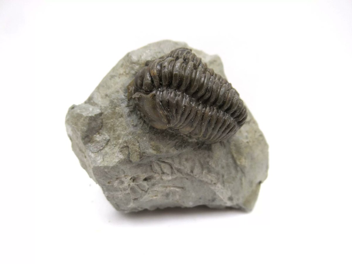 indiana9fossils's tweet image. Flexicalymene Trilobite for Sale #27
$35.00
Click on the link below to order today!
prehistoricfossils.com/product/flexic…

#trilobite #trilobitesforsale #flexicalymene #fossils #fossilsforsale #Indiana9Fossils #fyp #trilobites #forsale #PrehistoricFossils #Branson #Missouri