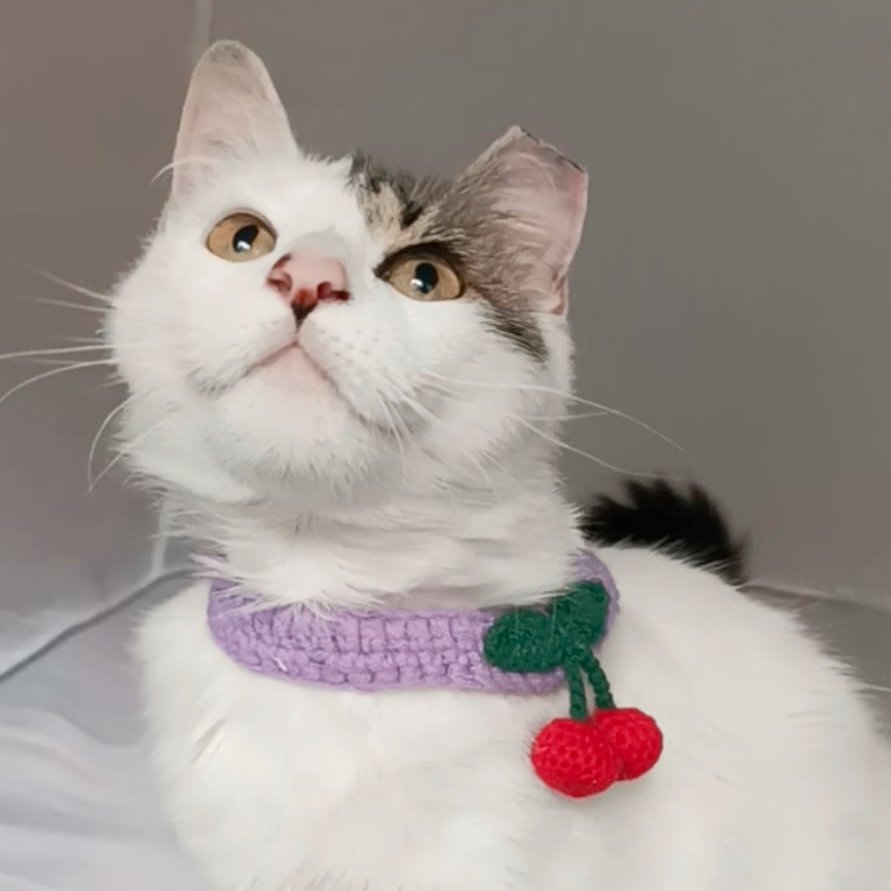 gatos_en's tweet photo. Lunes de adoptar! Maya, hermosísima, elegante, tranquila y amorosa chiquita de cerca de un año de edad. Ya está lista para irse a su nuevo hogar. Informes para adoptarla en adopcion.gatos.cdmx@gmail.com. https://t.co/D7Gm0MoBvb