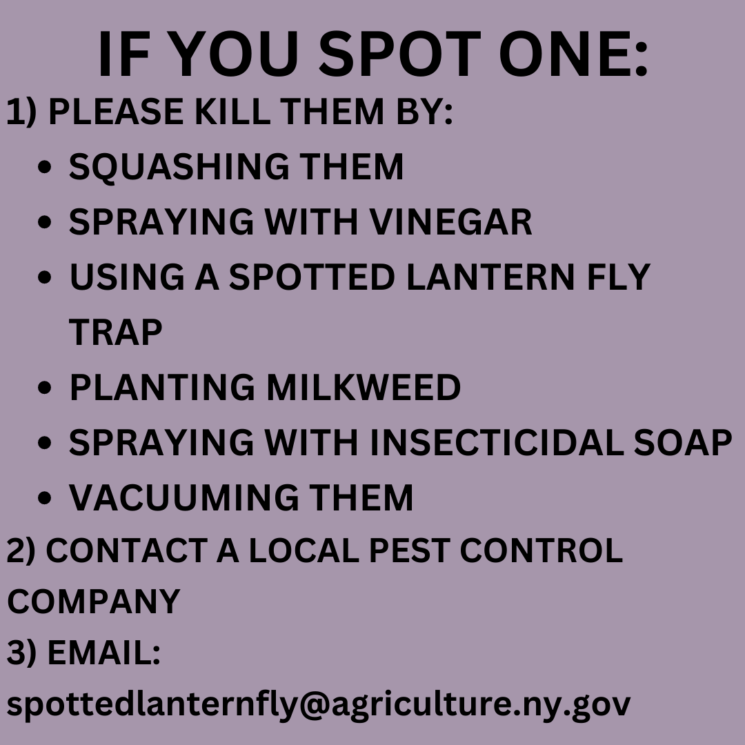 DImamura_BOL's tweet photo. Spotted lanternflies have been identified in District 12. Don’t panic; simply swipe through to learn more about the invasive species, how to identify them, and what to do if you spot one. If you have any questions about these bugs, please reach out to our office (link in bio). https://t.co/GVEIquqP4x
