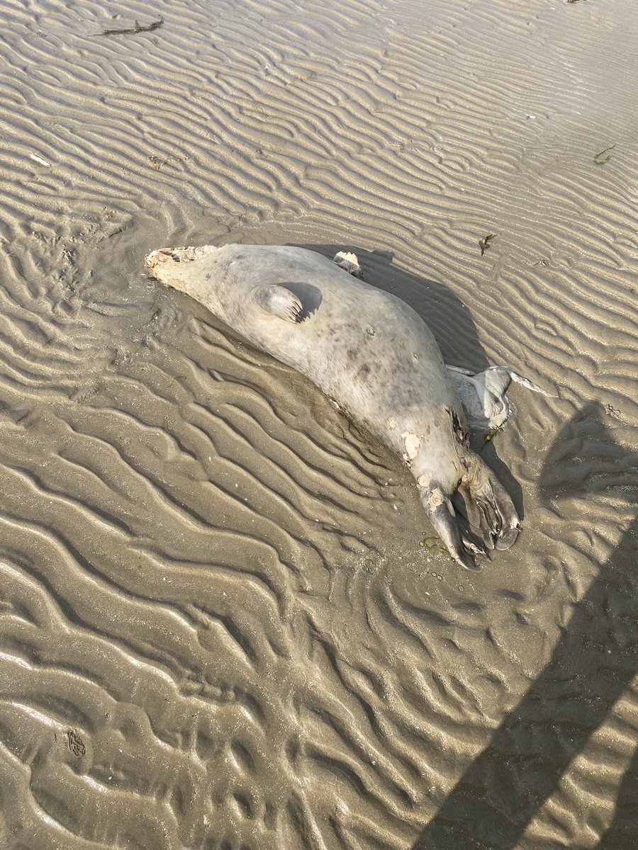 Two seals and several birds washed up on velvet strand this evening ? #portmarnock