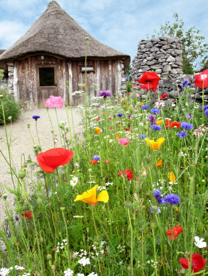 The incredible Annual Pollinator Mix doing its thing at <a href="/brigitsgarden/">Buttinger Peter</a> - have you been to see these beautiful Celtic gardens in Co. Galway? Take home a little part of your visit; our wildflower seed pockets are available to buy in the cafe