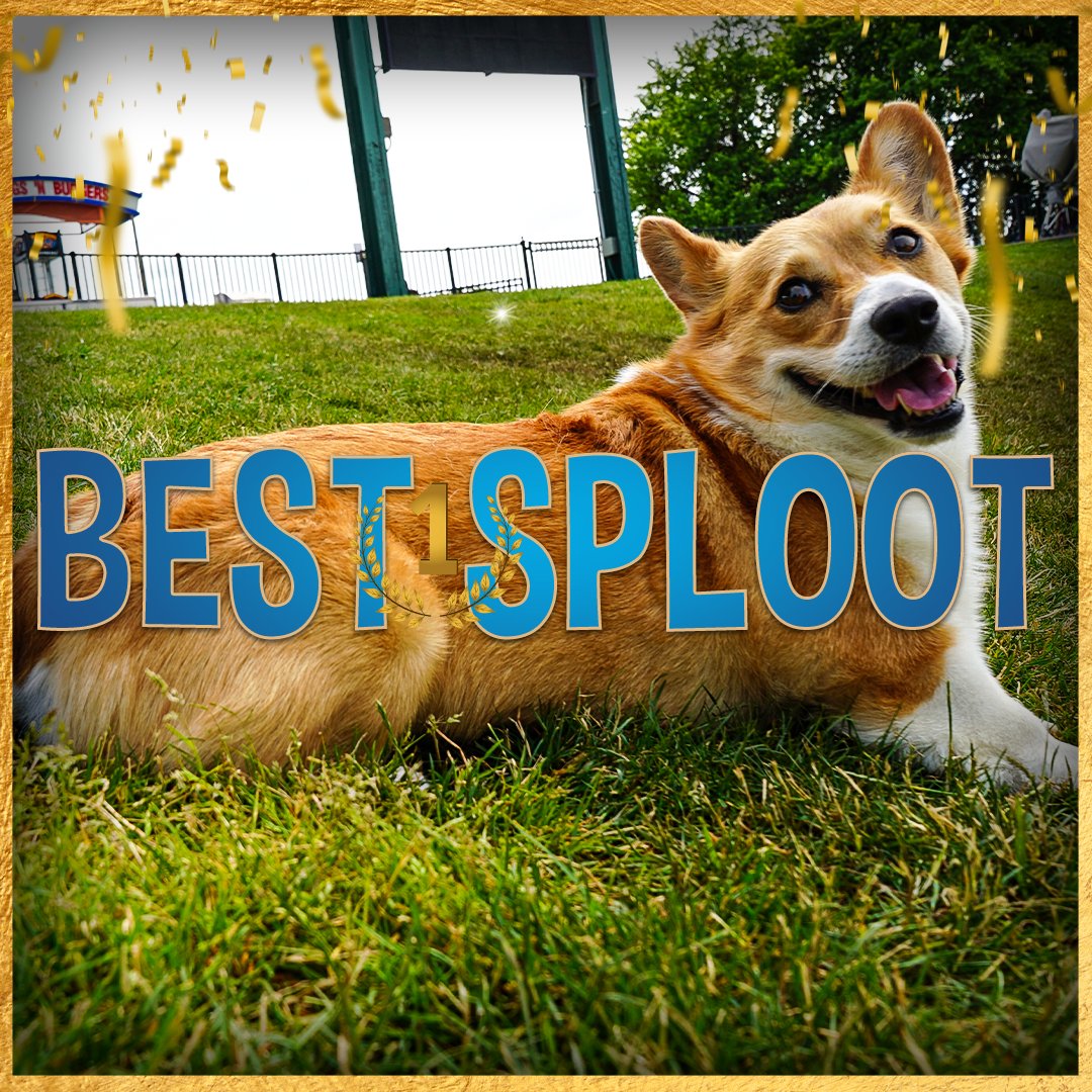 IronPigs's tweet photo. Up next: 𝐛𝐞𝐬𝐭 𝐬𝐩𝐥𝐨𝐨𝐭 🏆 

From now until 5 p.m. tomorrow post photos of your furry friends splooting for a chance to attend Corgi Night on Tuesday, August 1 with your doggo!   

Reply below using #LVCorgi ⬇ https://t.co/du5lNsOF0N