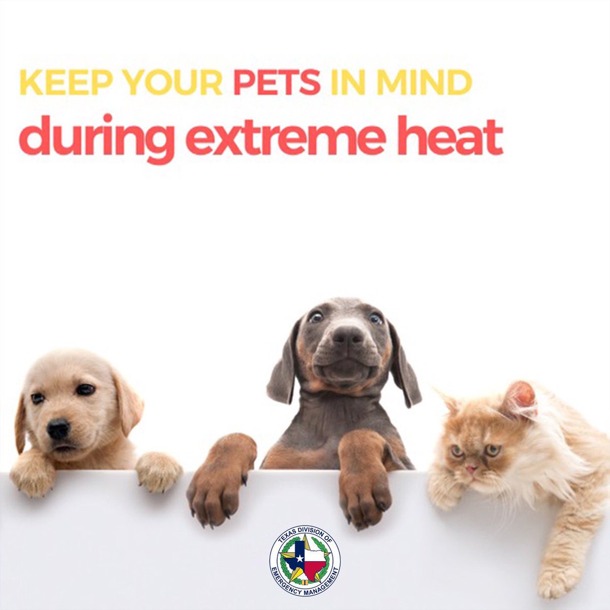 Another triple-digit weather week across Texas🥵☀️

When preparing for extreme heat, keep your pets in mind:

🚗Never leave people/pets alone in cars

🐕Avoid walking pets during extremely hot weather, ensure pavement is not too hot

💧Ensure access to water! 
#txwx