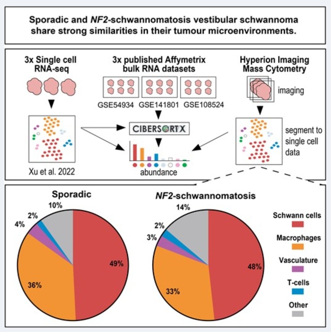 Grace Gregory (@gracegregory_) on Twitter photo ⚠️ New #NF2 research paper out! I am elated!
Are #NF2SWN #vestibularschwannoma similar or different to sporadic tumours? Read the paper or the video abstract to find out!
academic.oup.com/braincomms/art…
Thanks to our fab authors and funders <a href="/nf2biosolution1/">NF2 BioSolutions UK & Europe</a> <a href="/NF2BioSolutions/">NF2 BioSolutions</a> <a href="/DNS_UOM/">Division of Neuroscience</a> ⚠️ New #NF2 research paper out! I am elated!
Are #NF2SWN #vestibularschwannoma similar or different to sporadic tumours? Read the paper or the video abstract to find out!
academic.oup.com/braincomms/art…
Thanks to our fab authors and funders <a href="/nf2biosolution1/">NF2 BioSolutions UK & Europe</a> <a href="/NF2BioSolutions/">NF2 BioSolutions</a> <a href="/DNS_UOM/">Division of Neuroscience</a>