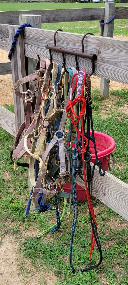 hoablues's tweet photo. 🐴 #halters and leads 🐎 https://t.co/NBwWNObvyM