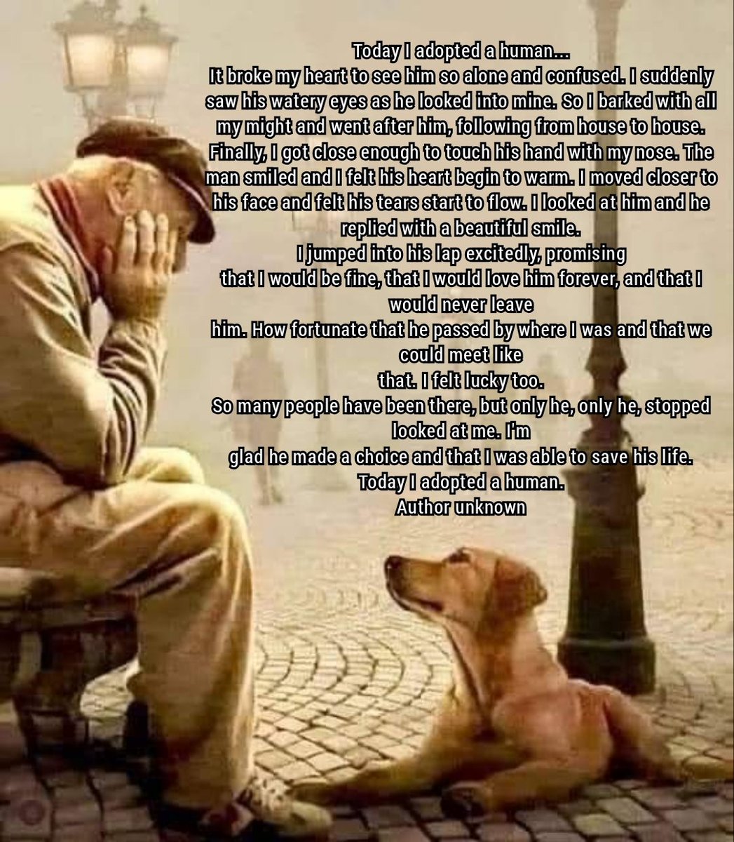 OdinDrifter's tweet image. #adopt #dog #nevershop