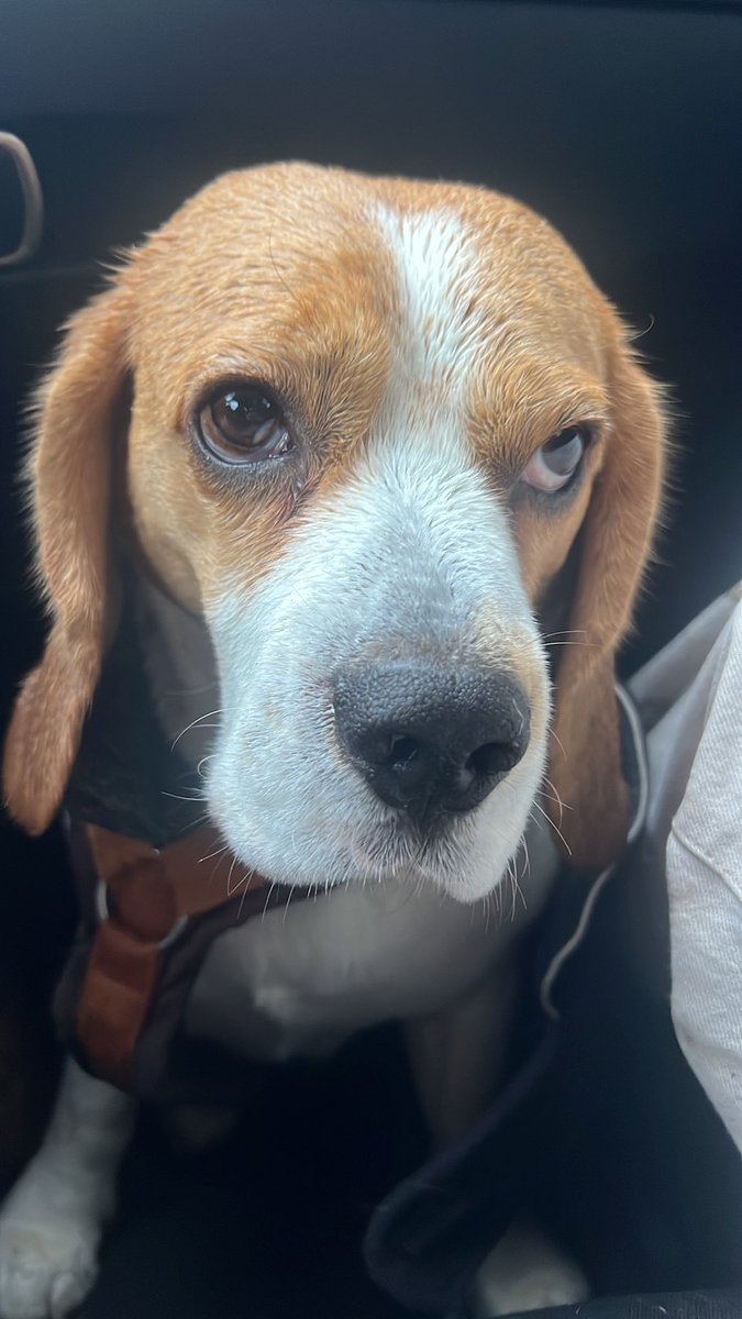 Not my dog looking at me like it’s my fault that it’s raining … 
I’m not the one who needs walkies 😮‍💨🙇 just saying.