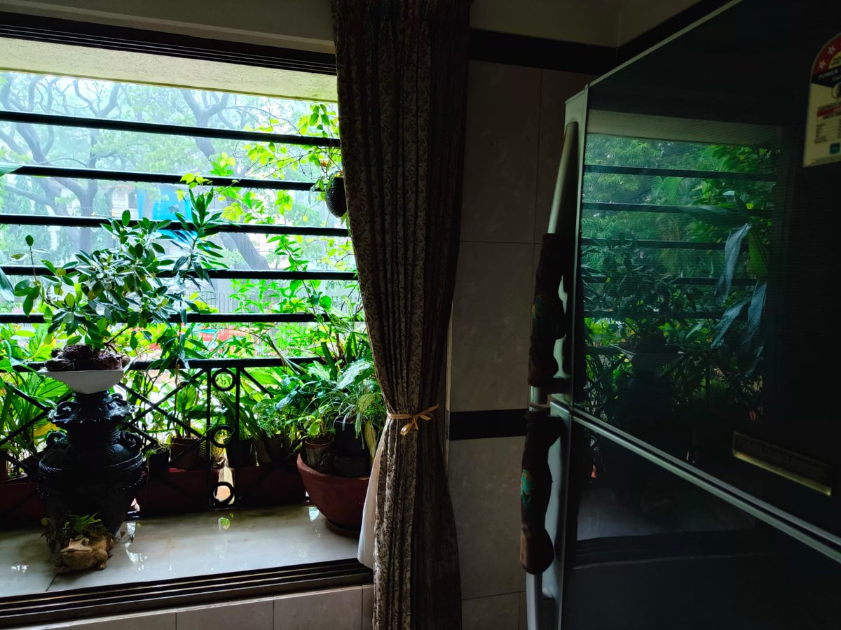 Green window and rain is a fantastic combination. And if there is a cup of tea, it will then become fantabulas combination ...agree?

#indoorplantsdecor #indoorplants #greenisthenewtrend #pune #indoorplantsudecor #greenwindow #rain