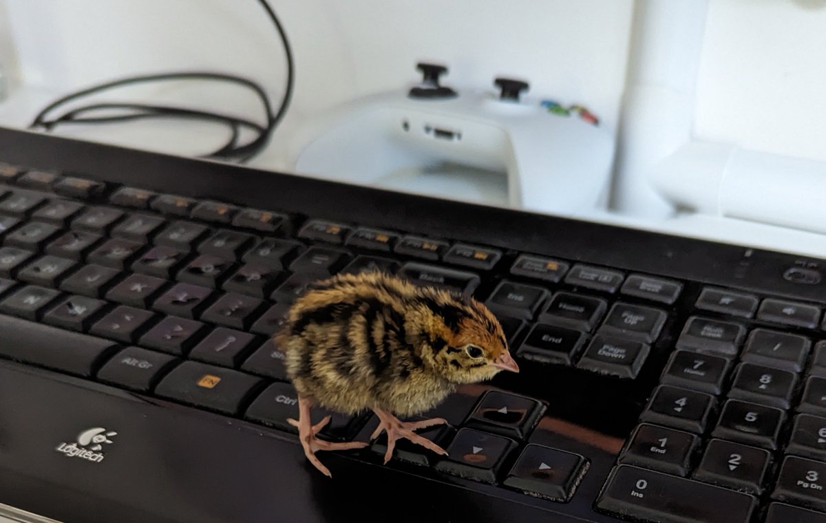 PaleoPines's tweet photo. When you see 'Toast' in the credits for Paleo Pines, this is Toast.  Rob's 2-day old quail production baby 🥹😭 https://t.co/YxUWQghxU9