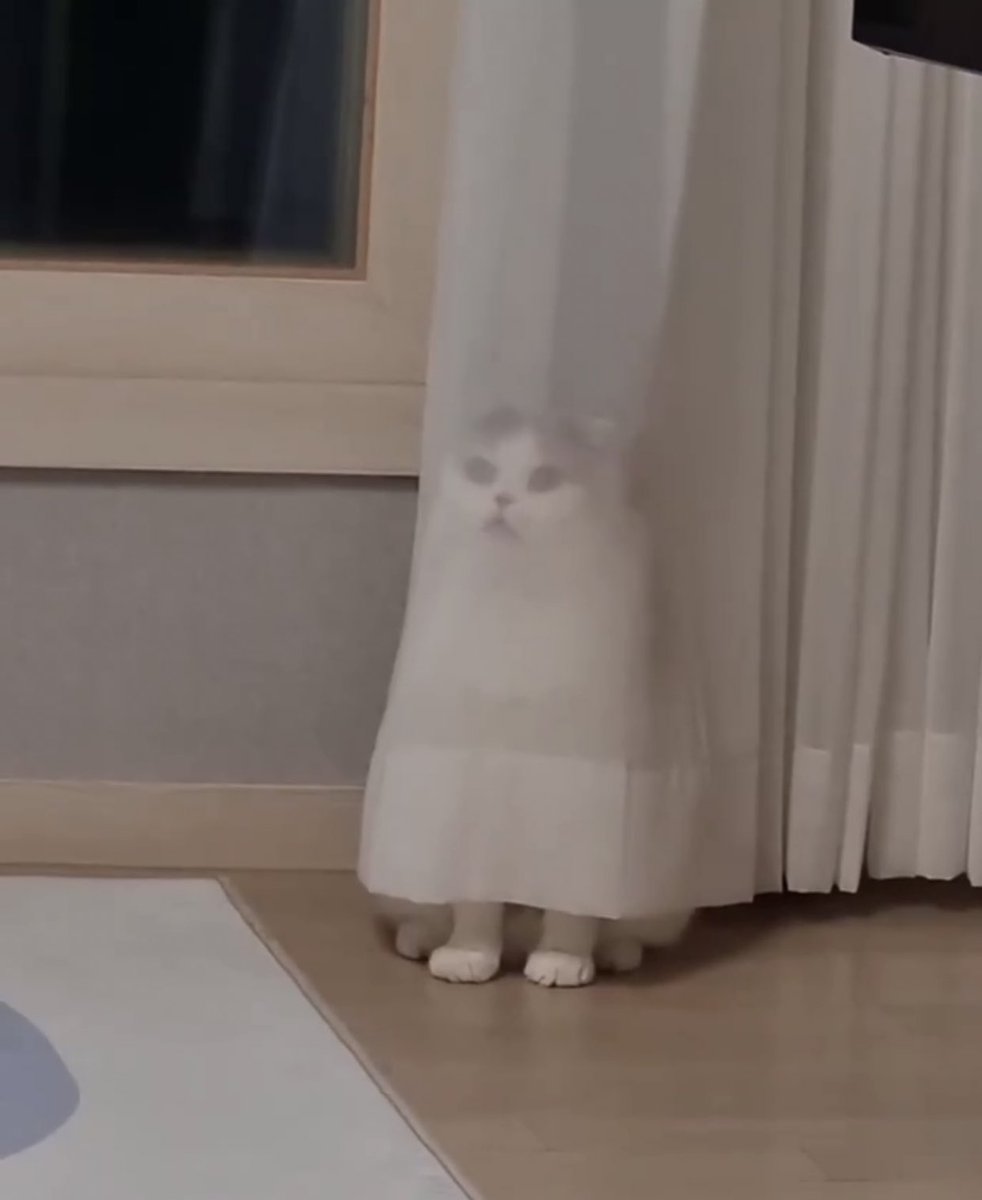 ShouldHaveCat's tweet photo. https://t.co/DgDr0r2TTg