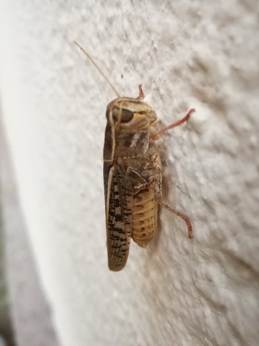 Miss Modular tweet media