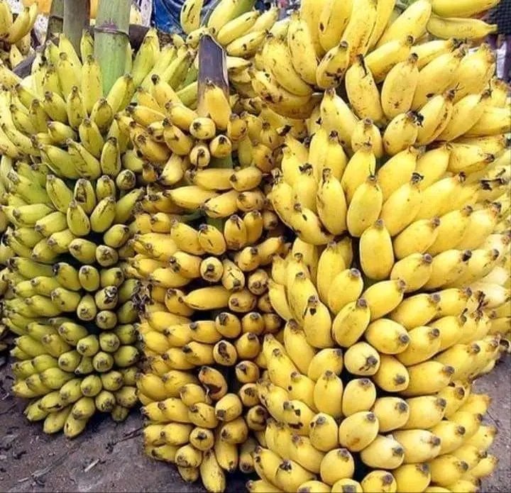 • Eat Bananas for  cardiovascular health.

•√This variety of Bananas will make you feel satisfied and for long.

~The cardiovascular benefit from Bananas involve their sterol content.
While Bananas are very low - fat food( less than 4% of their calories come from fat),one type