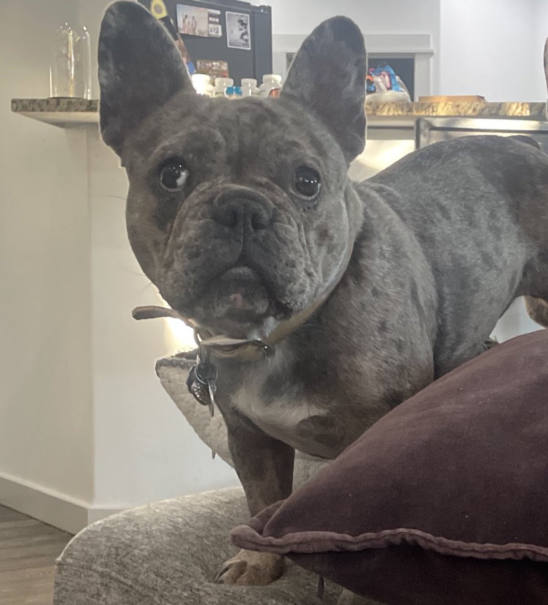 AlphadogETH's tweet photo. Gamora found her lover George puppies 2024???πΆπΆπΆπΆπΆπΆπΎ we will keep everyone updated #frenchbulldogs #Montana #mansbestfriend @TripletAlpha3 @Spyder1776 https://t.co/Bhj5438vMT