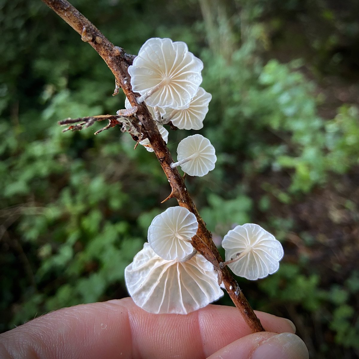 bernoid's tweet photo. #TwigOfTheWeek is Marasmiellus ramealis - Twig Parachute https://t.co/Sjdydi5DtI