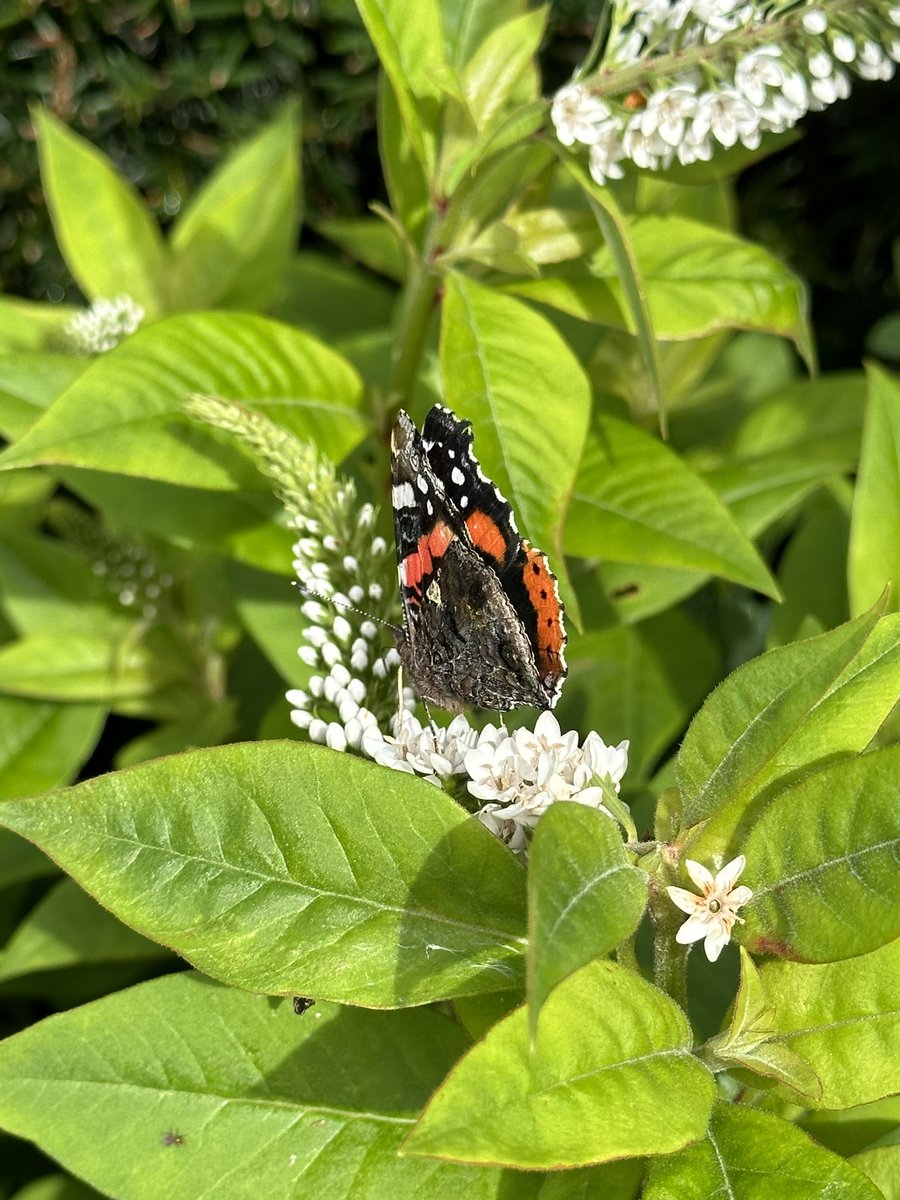 Nikki Applewhite tweet media