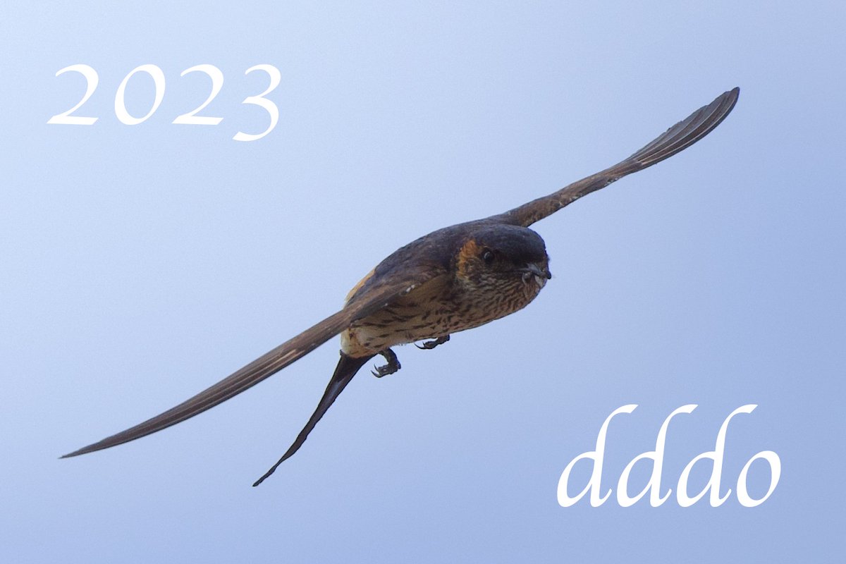 dddo3it's tweet photo. 暑いので冷却のため足を出して #飛行 する #コシアカツバメ
クチバシにはすでに複数の?獲物が。
2023.07.24 #宝塚北SA
#D500 #500mmF56Epf
#swallow #flight #bird #photo #鳥 #写真 https://t.co/sAIWm2KSkS