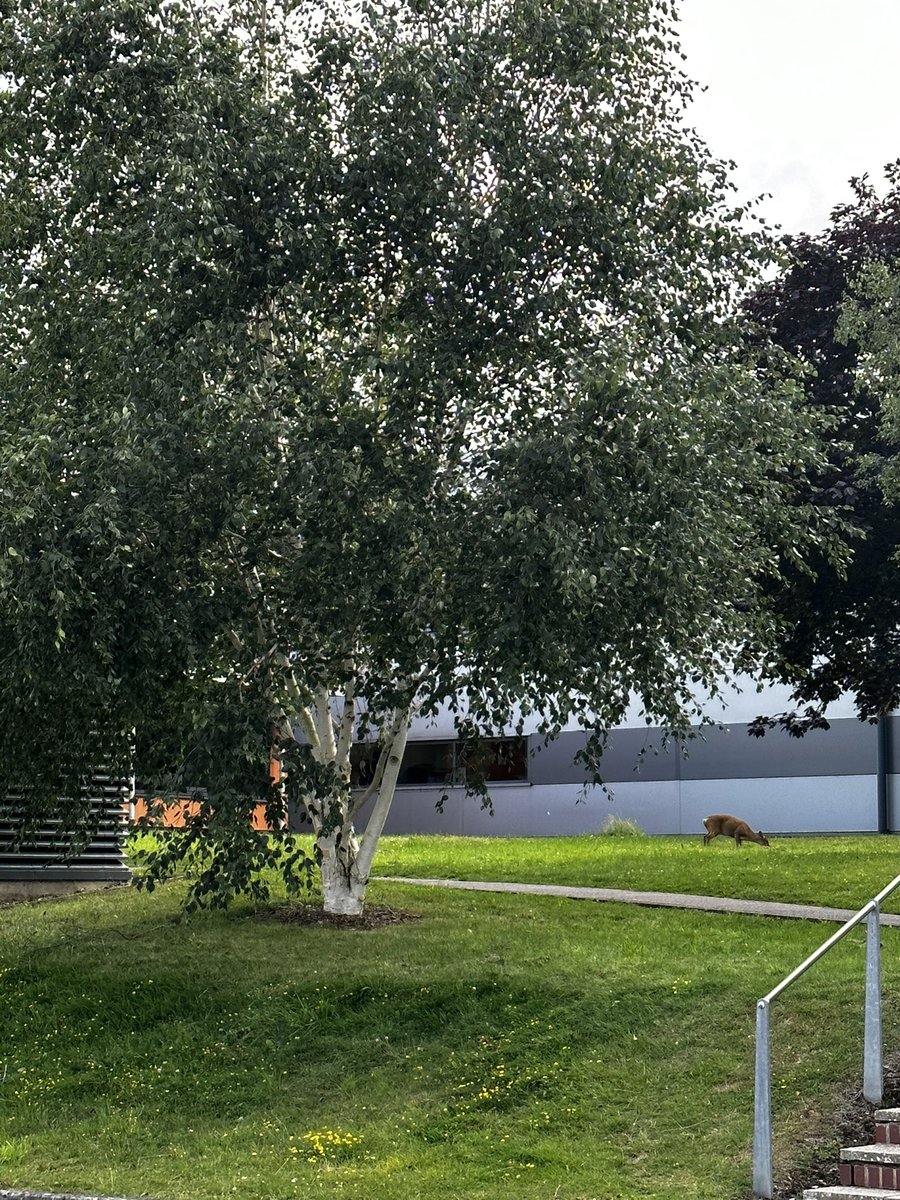 TheSayed4's tweet photo. Spent a few good days in @DiamondLightSou again for our SXRD Cambridge BAG time. Huge thanks to Lucy and Emonne for preparing the beamline for smooth experiment runs including VT and isnitu Echem. And yes spotted many 🐇 and 🦌 😁 https://t.co/Bw8ui739VF