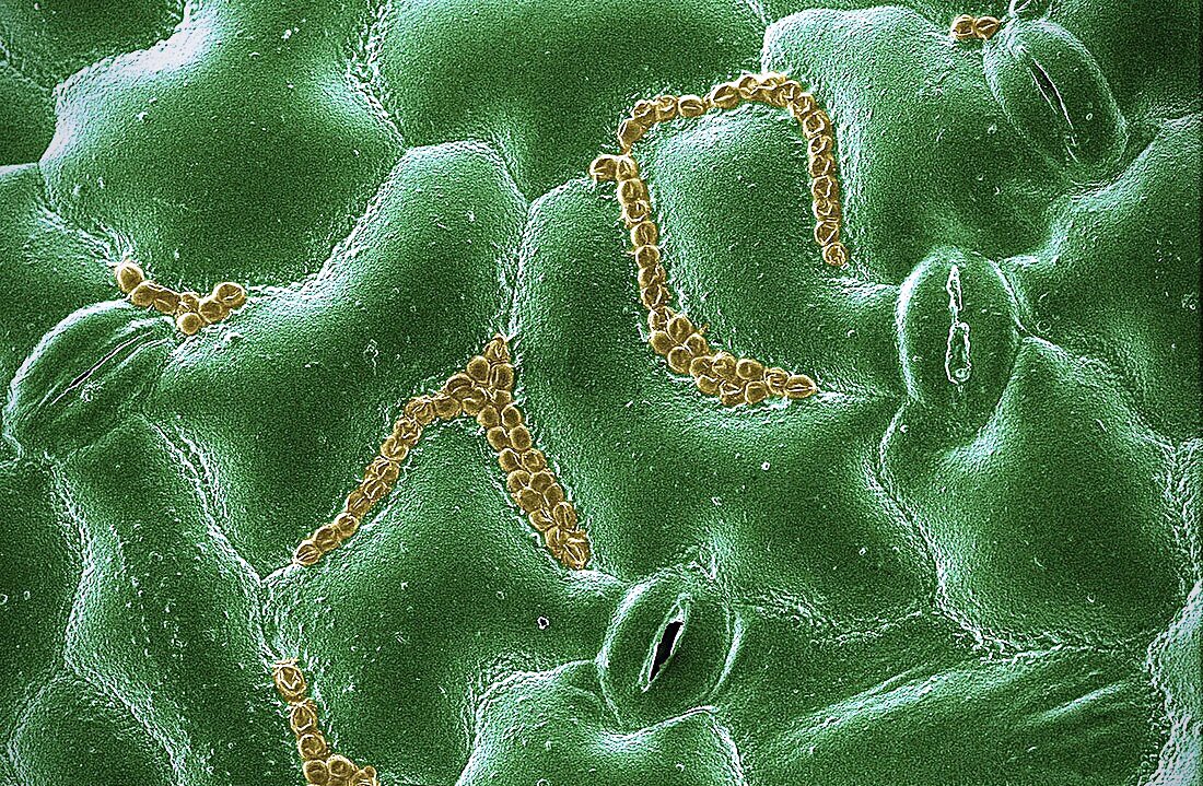 microscopic images. on Twitter "spinach leaf surface with