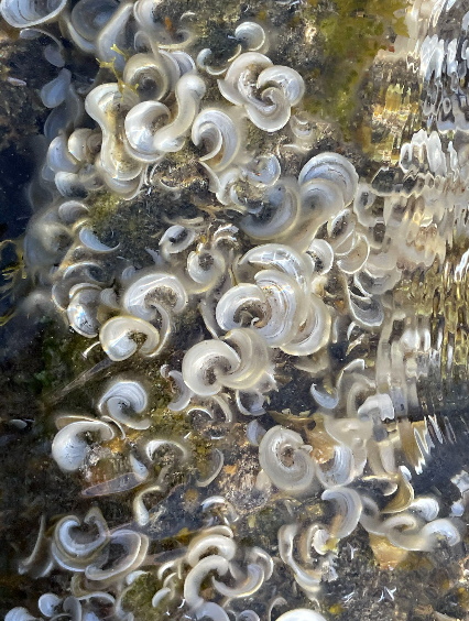BotanicalAnime's tweet photo. 🌊 Es nativa del Mar Mediterráneo, océano Atlántico y Mar Negro, sustratos rocosos en la franja infralitoral, bien iluminados y protegidos del oleaje. También epífita de otras algas en comunidades más profundas. #Padina #biodiversidad #Botánica
(2/6)
📷: GBIF https://t.co/pm8aEBsWaA