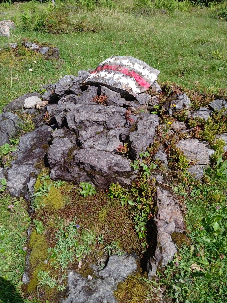 Mister Al tweet media