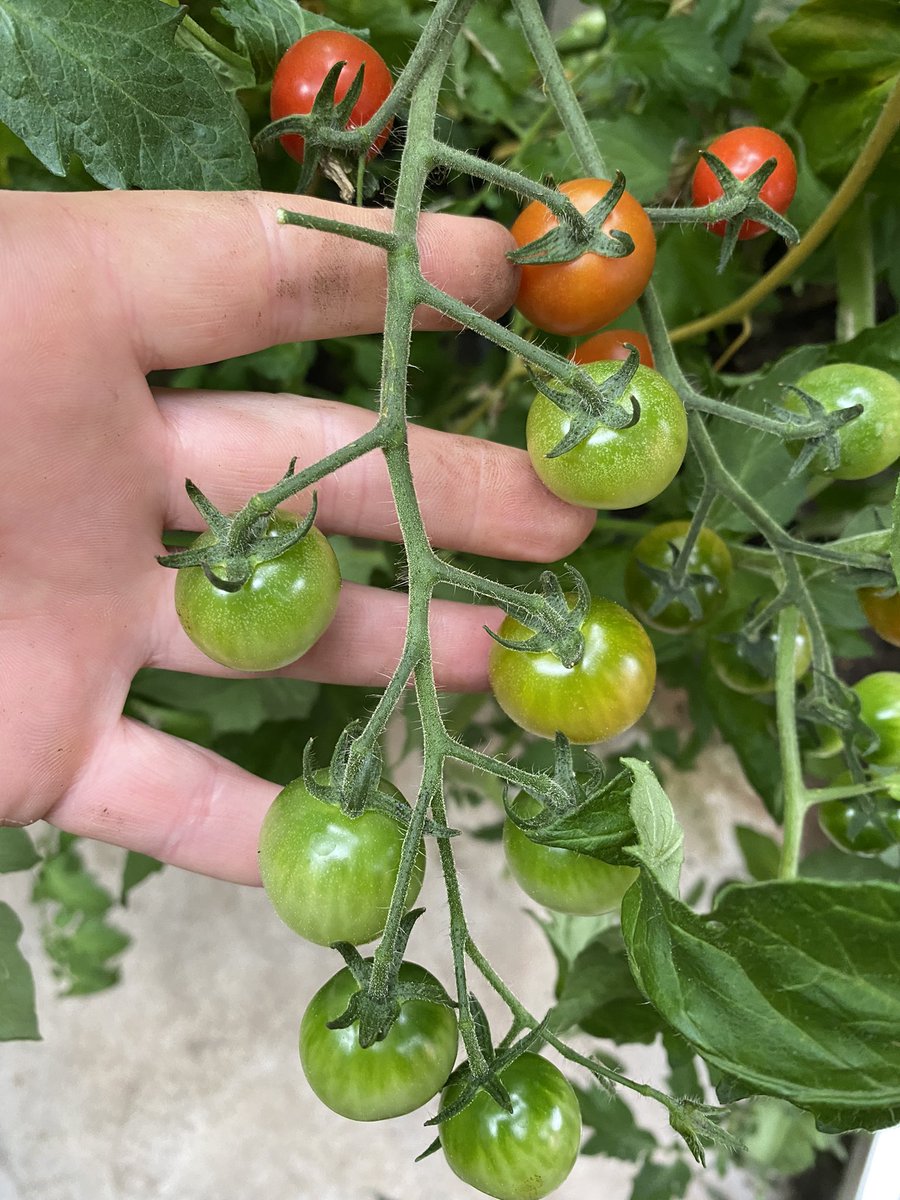markjamesmunro's tweet photo. Lots of varieties this year #kitchen29veggarden 🍅 https://t.co/US2ST0Y58t