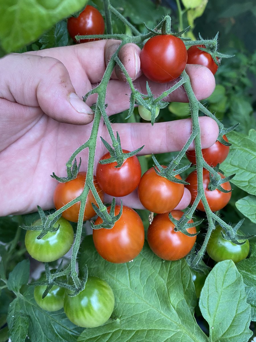 markjamesmunro's tweet photo. Lots of varieties this year #kitchen29veggarden 🍅 https://t.co/US2ST0Y58t