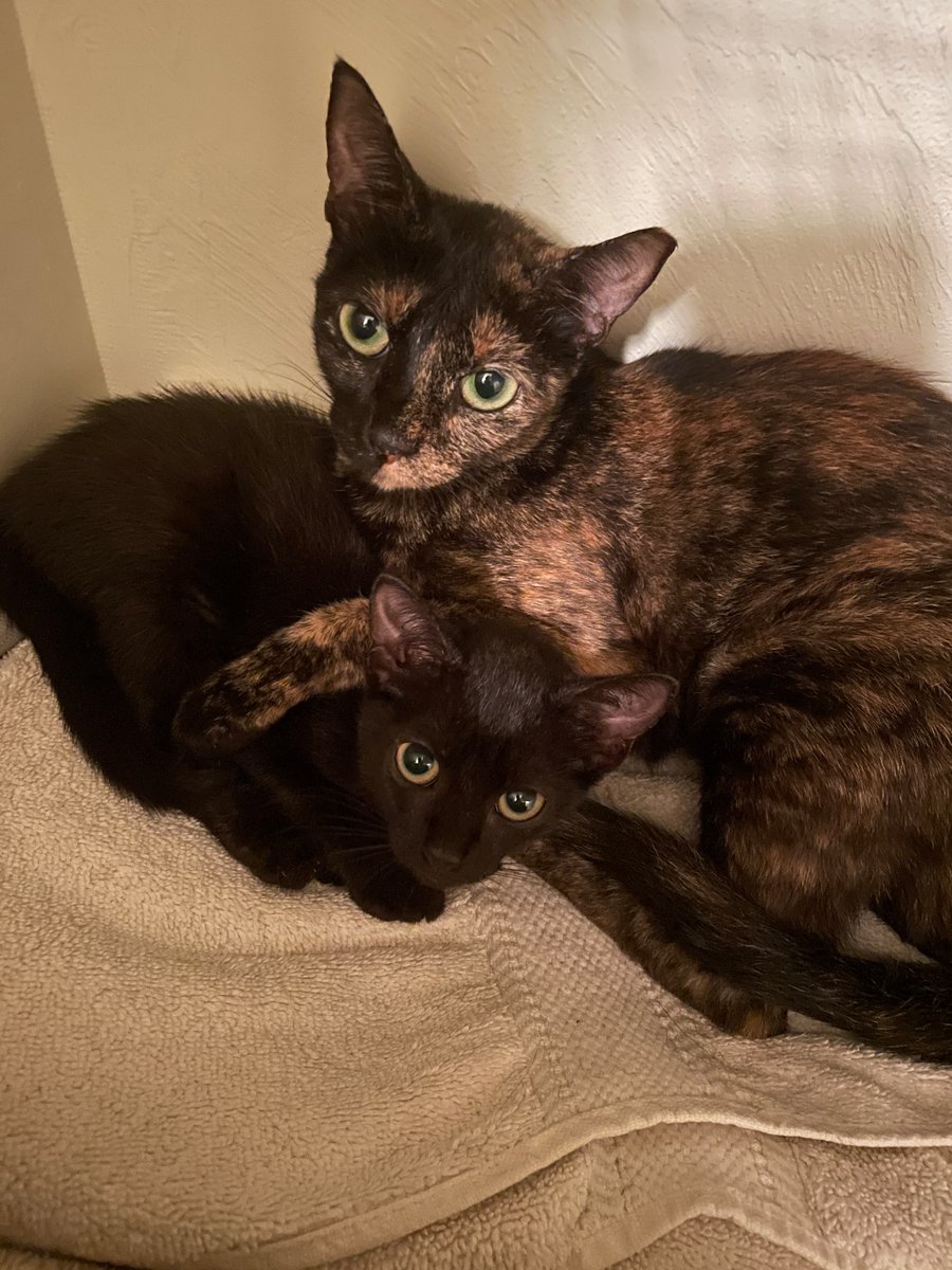 Stray cat update. The 6mo female we trapped, vaxxed, and fixed was already a mother. 😭 We caught one of her kittens… four more to go. (How did this happen?)