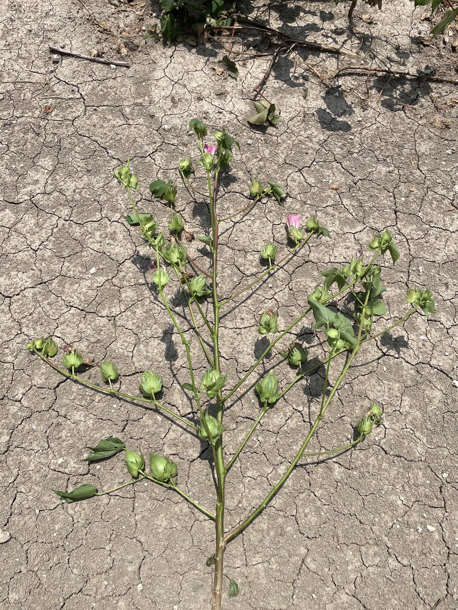 Herbert Miller tweet media