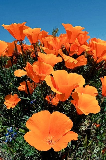 for the anon who requested shua as california poppy ! i hope you find this 😭