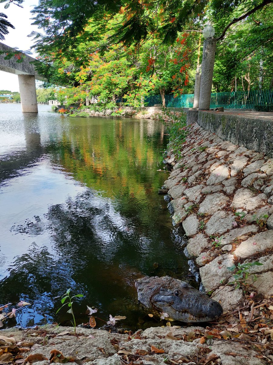 Un encuentro salvaje en pleno corazón de Villahermosa.

Una increíble sorpresa se llevaron visitantes del parque Tomás Garrido, al encontrarse un cocodrilo de más de 4 metros en la orilla del andador de este bello lugar privilegiado por la naturaleza.

#VisiteTabasco