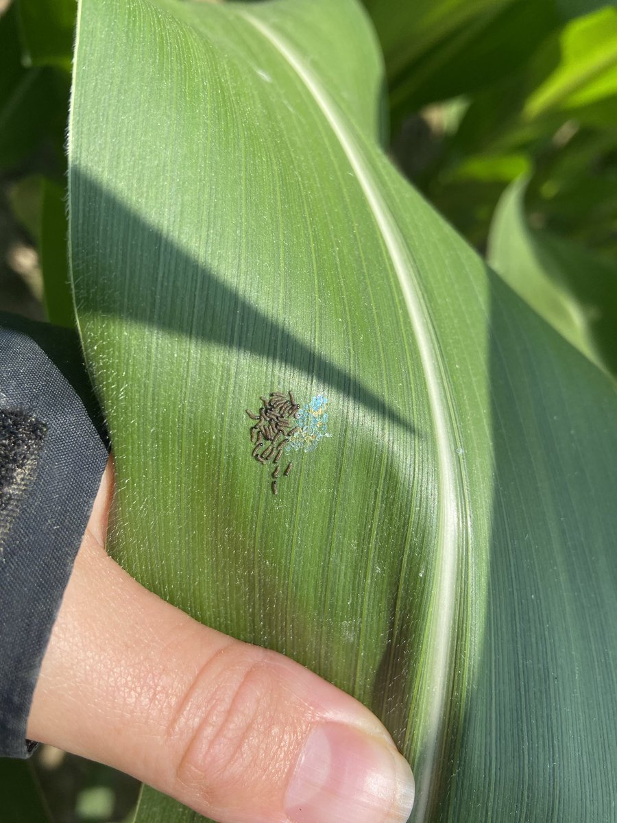 crop_dr's tweet image. And they r off!!  #wbc #corn