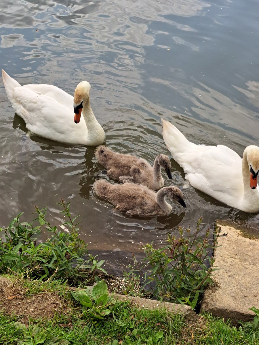RevivedWitney's tweet photo. Duck and Swan food now here,
come and join us feeding our feathered friends.  
£1 payment of bags will be done at Bar tills in support of our Macmillan charity. https://t.co/LvpH0wtnwM