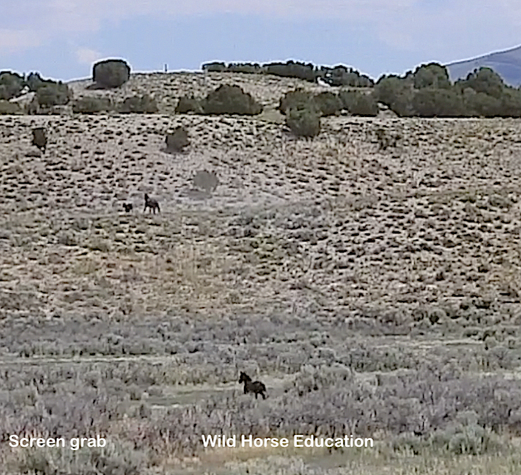 WildHorseEdu's tweet photo. How easy is it for a baby to get lost at a #wildhorseroundup? 
Another wild horse dies at the Antelope Complex. Since July 9, at least 18 have died and 5 foals have been orphaned.
VIDEO AT THIS LINK >> https://t.co/ECe7sAE6Ey
#wildhorses https://t.co/3yERsP7fzX