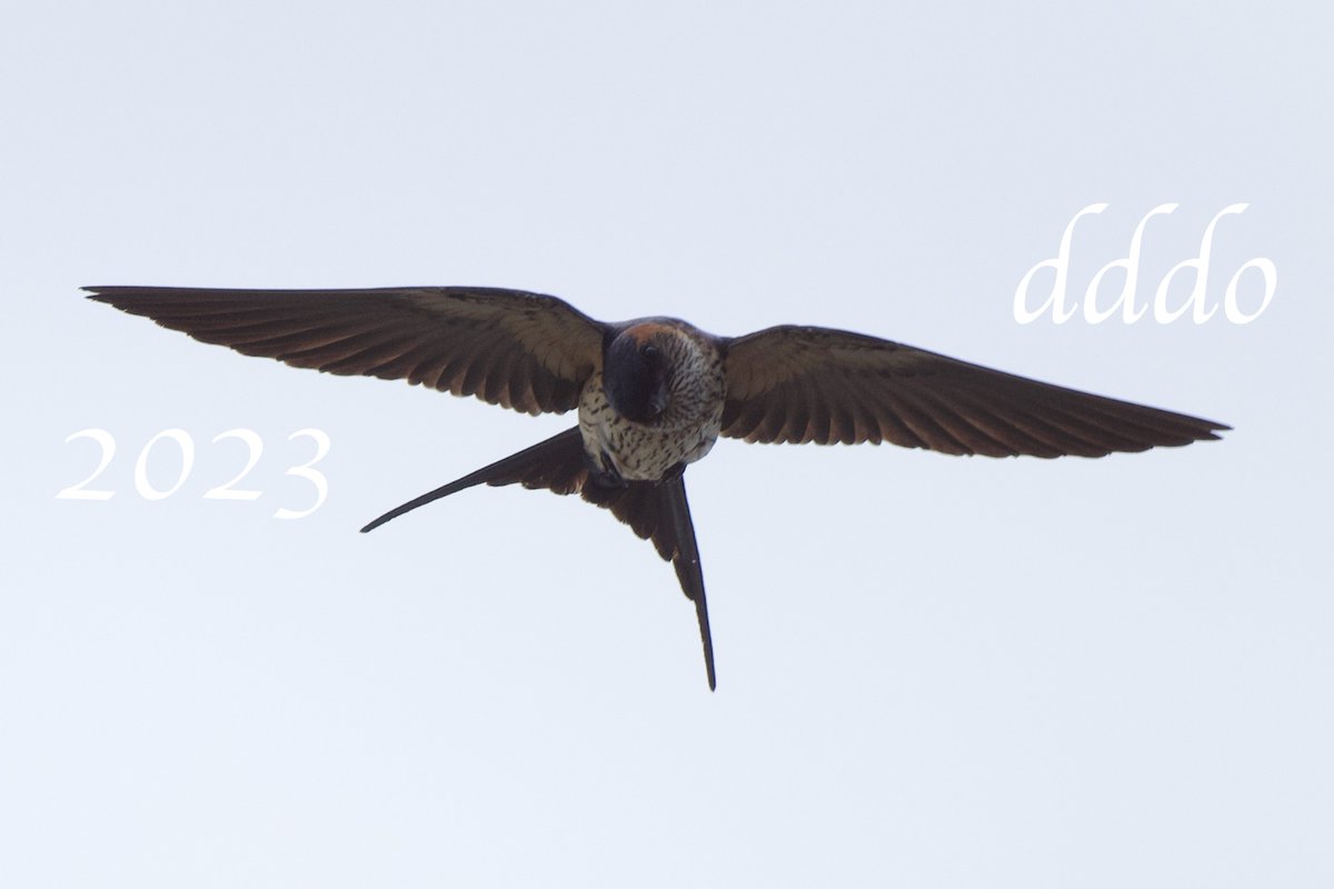 dddo3it's tweet photo. #コシアカツバメ の #飛行
この向きで正しい(頭を捻りながらの飛行)のか頭の向きが水平で縦位置なのか(センサー値は横位置と記録されてますが)
2023.07.24 #宝塚北SA
#D500 #500mmF56Epf
#swallow #flight #bird #photo #鳥 #写真 https://t.co/1qND4Oc0Jb