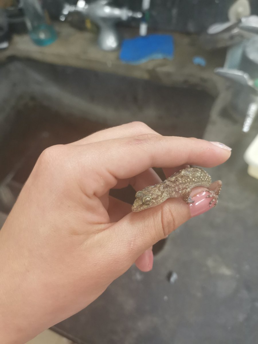 I feel like we just found the new lab mascot.
