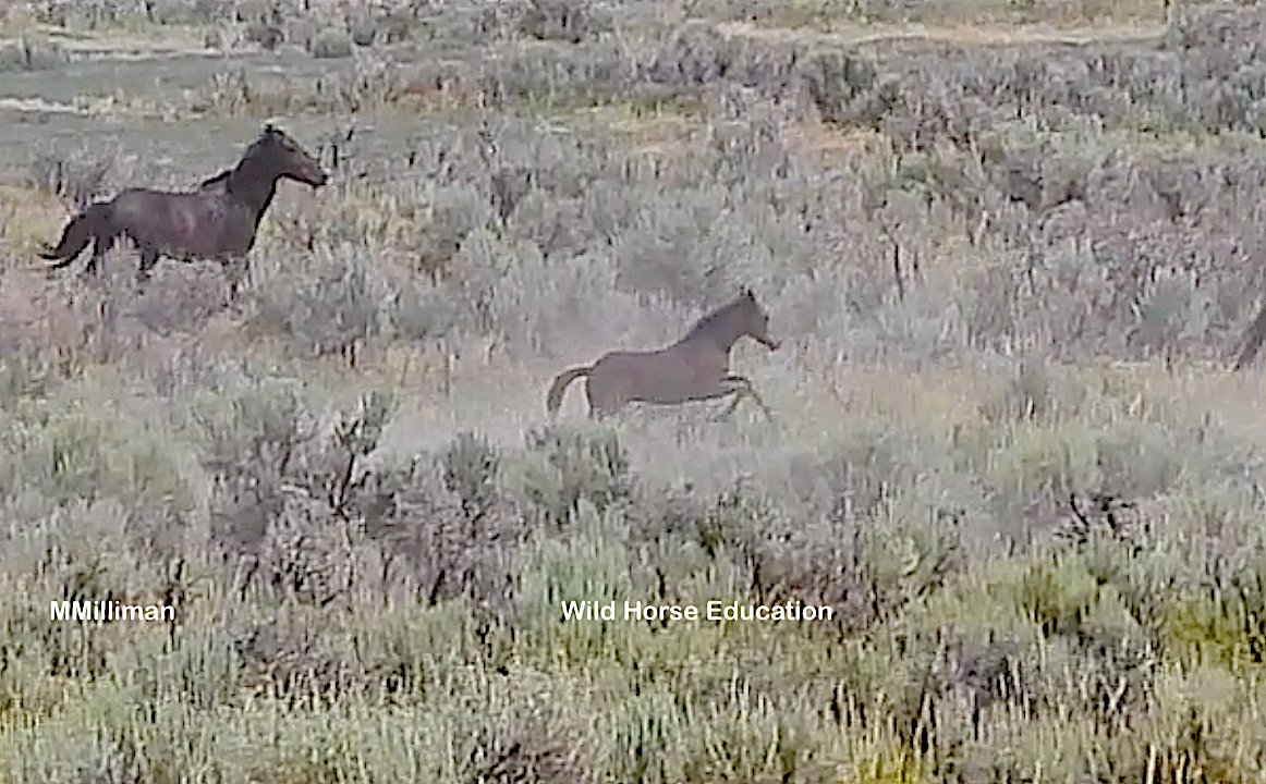 Wild Horse Education on Twitter: