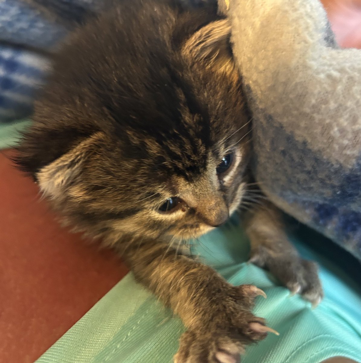 Angie Setzer tweet media