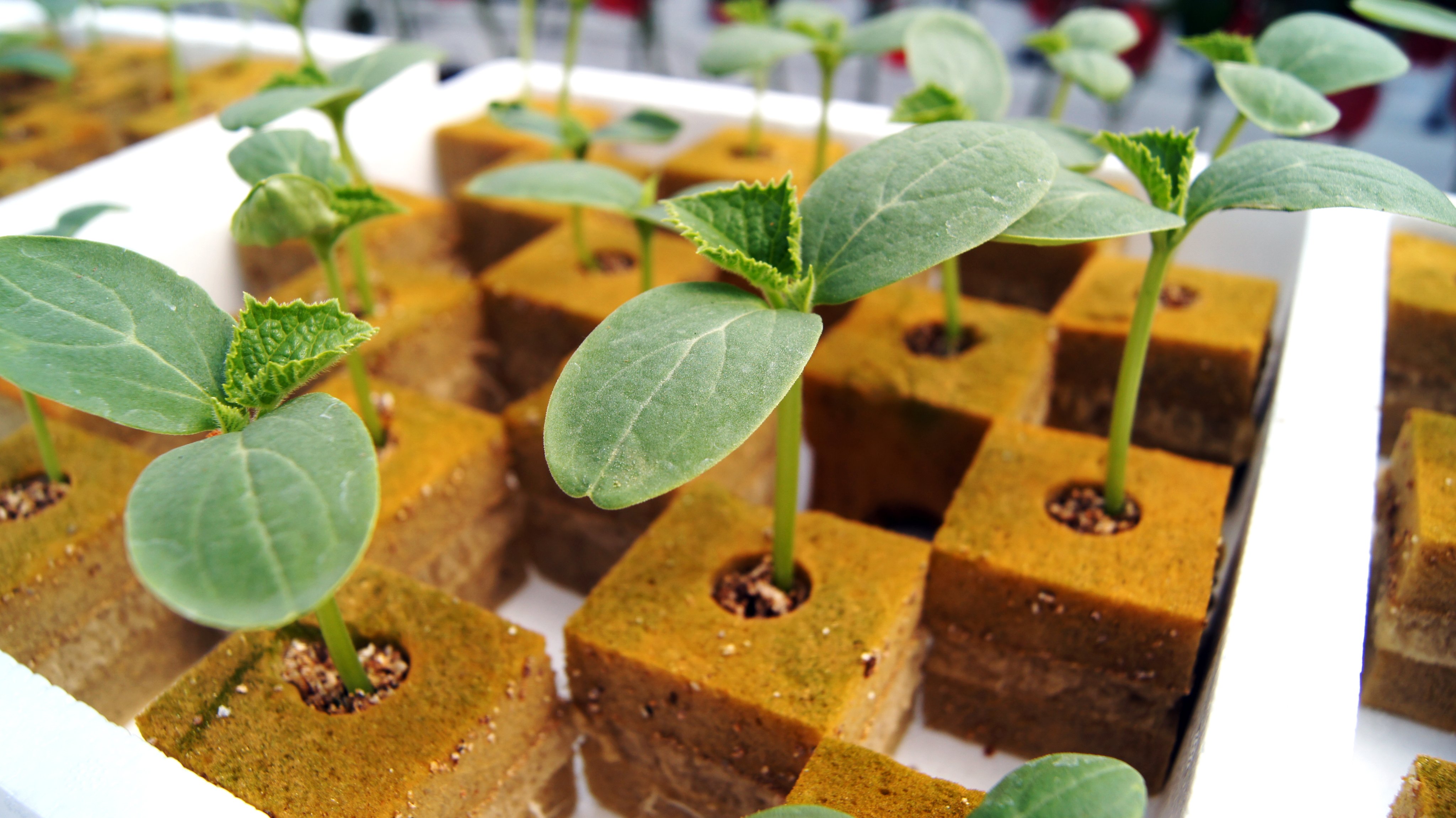 Peat Foam plancha 180 tacos de espuma agrícola ecologica para esquejes