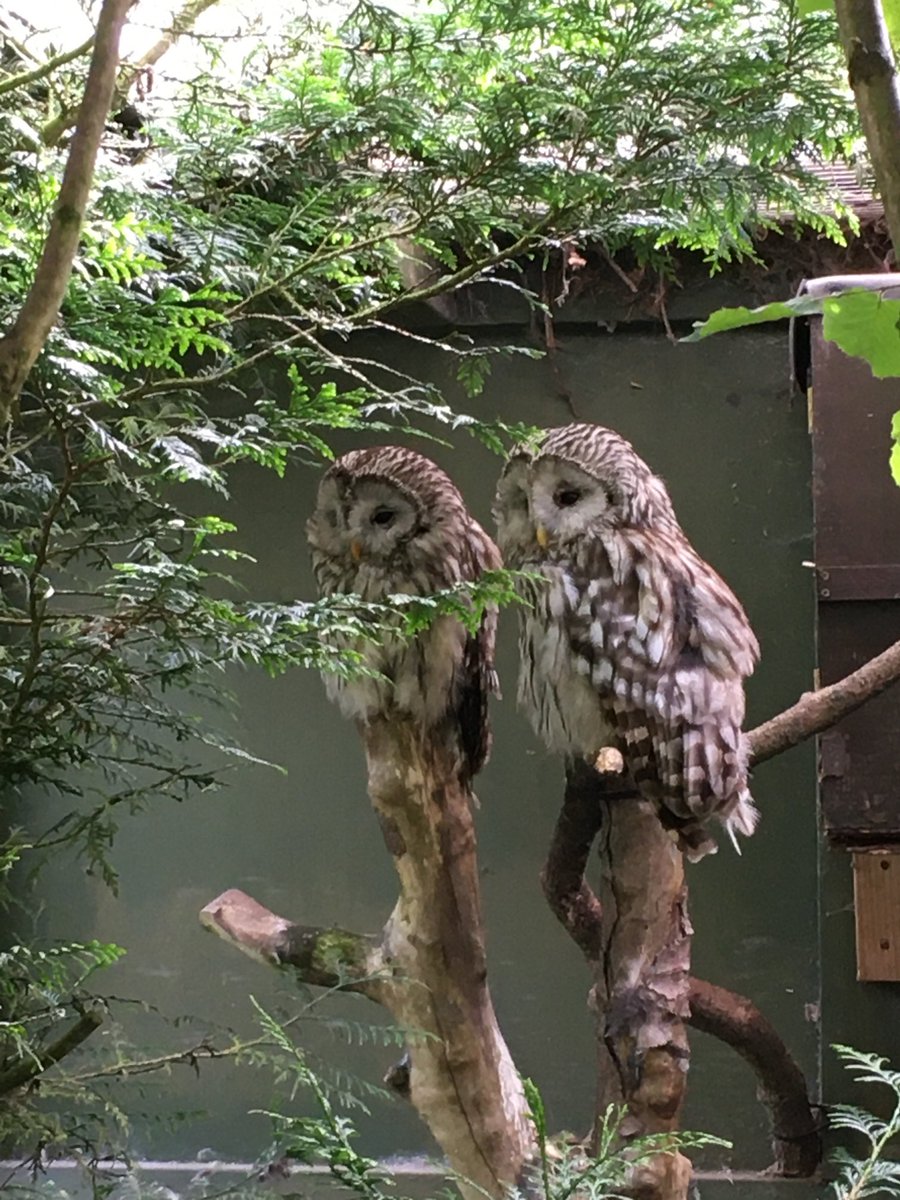Scottish Owl Centre tweet media