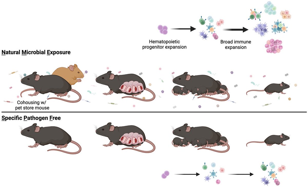 TerranStenger's tweet photo. Happy to share a recent paper from my undergraduate work showing how natural microbial exposure alters the immune maturation in infants. Take a look here! https://t.co/bjVCeWUano https://t.co/ihLFNxYpU1