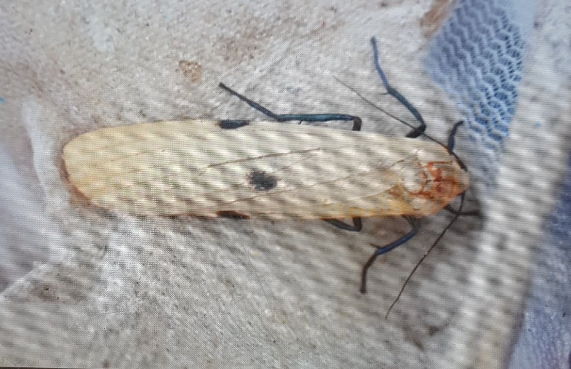 A huge garden catch last night, 478 of 116 species, including two new for garden macros: Bird's Wing and Dog's Tooth. August Thorn and Four-spotted Footman also nice to see. VC34. #moths