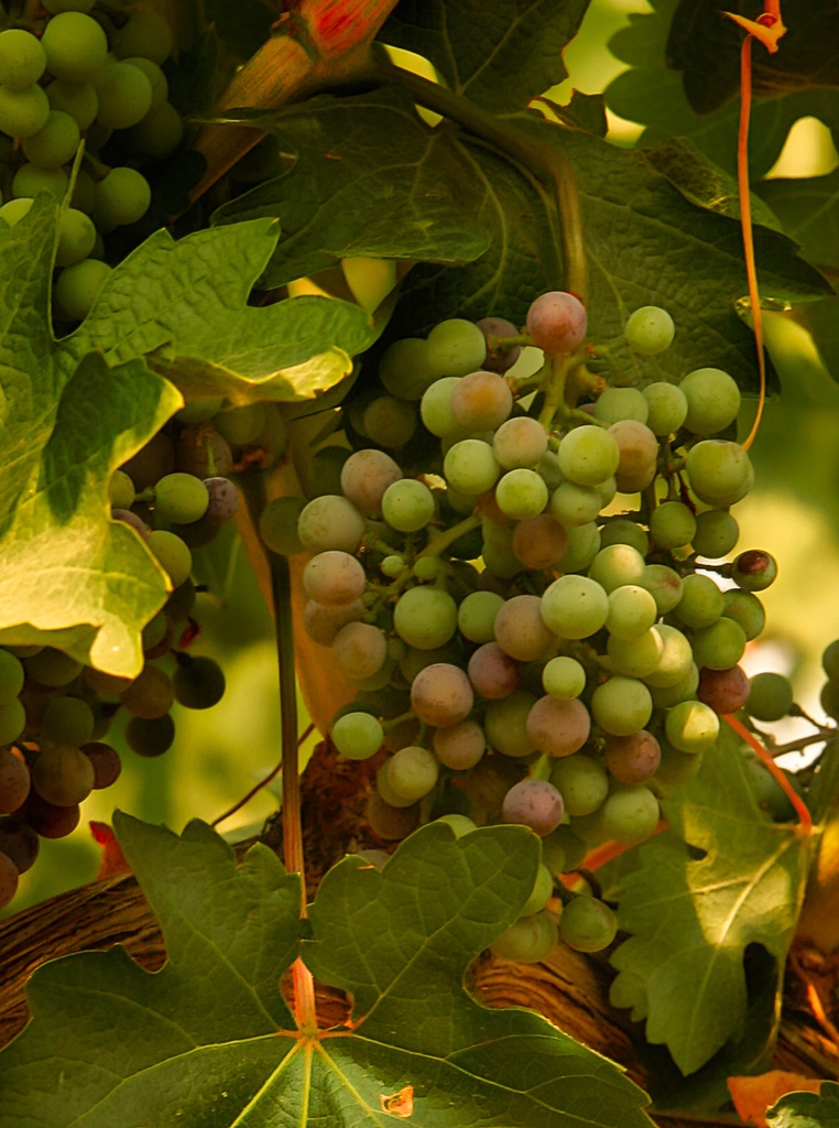 Simplytlkngwine's tweet photo. Grape clusters in Eastern Washington are changing color from green to variations of ruby red and purple during the annual ritual of summer known by the French term, “Veraison.” These deep hues are a telltale sign that harvest is around the corner. https://t.co/NhZuKZFwT5