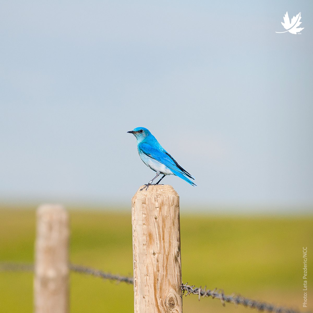 NatureConservancy.ca | Conservationdelanature.ca tweet media