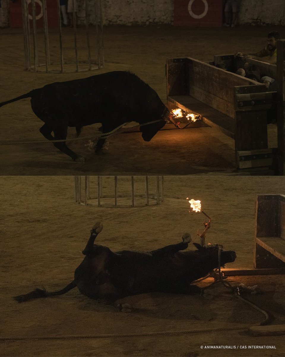 AnimaNaturalis tweet media