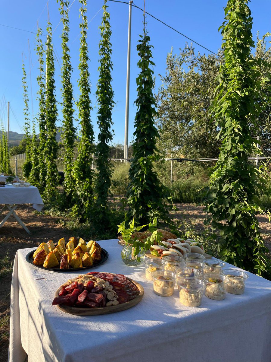 ⭐️ Primer día de visita a los campos de lúpulo (cultivo experimental) en Caravaca en la #SemanadelLúpulo con <a href="/estrellalevante/">Estrella de Levante</a> Atardecer cervecero para celebrar el verano! 🍻 <a href="/1001SaboresRM/">1001 Sabores Región de Murcia</a> <a href="/AytodeCaravaca/">Ayuntamiento de Caravaca</a> 

Fotos: <a href="/paulaminguezmtz/">Paula</a>