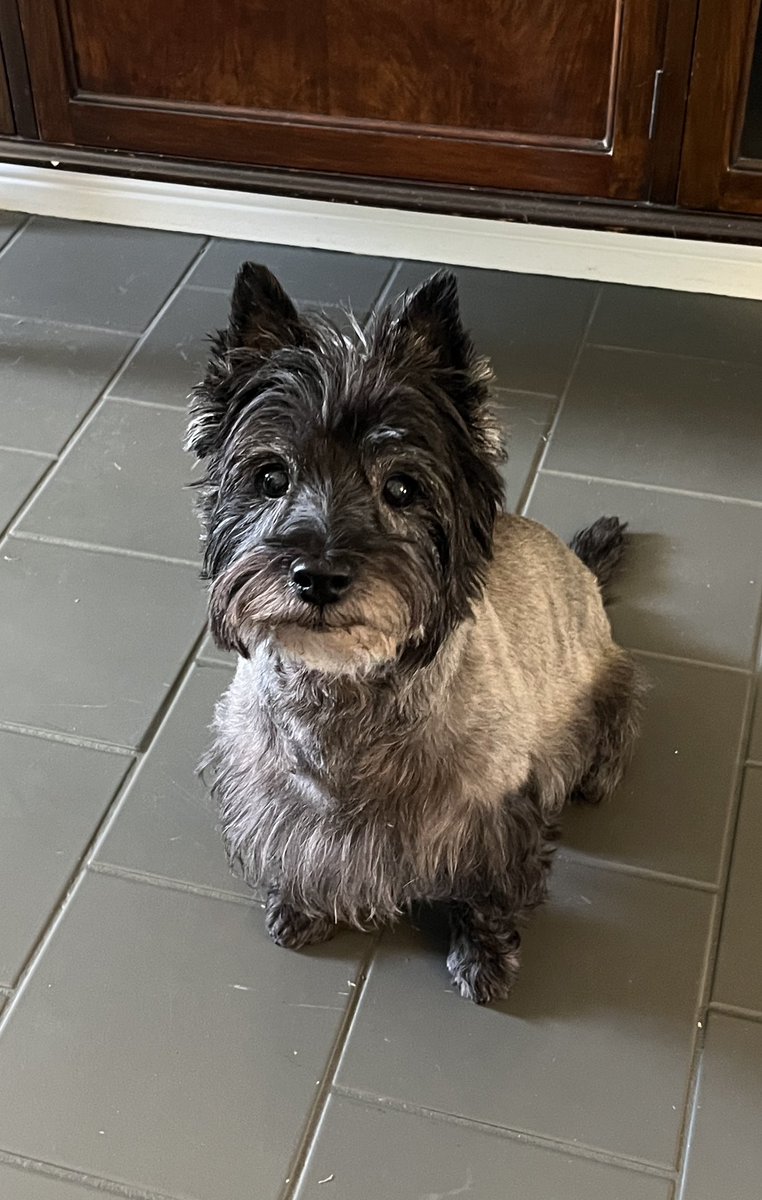 I wish I had the focus of my old lady, Annabel, when she smells eggs cooking.