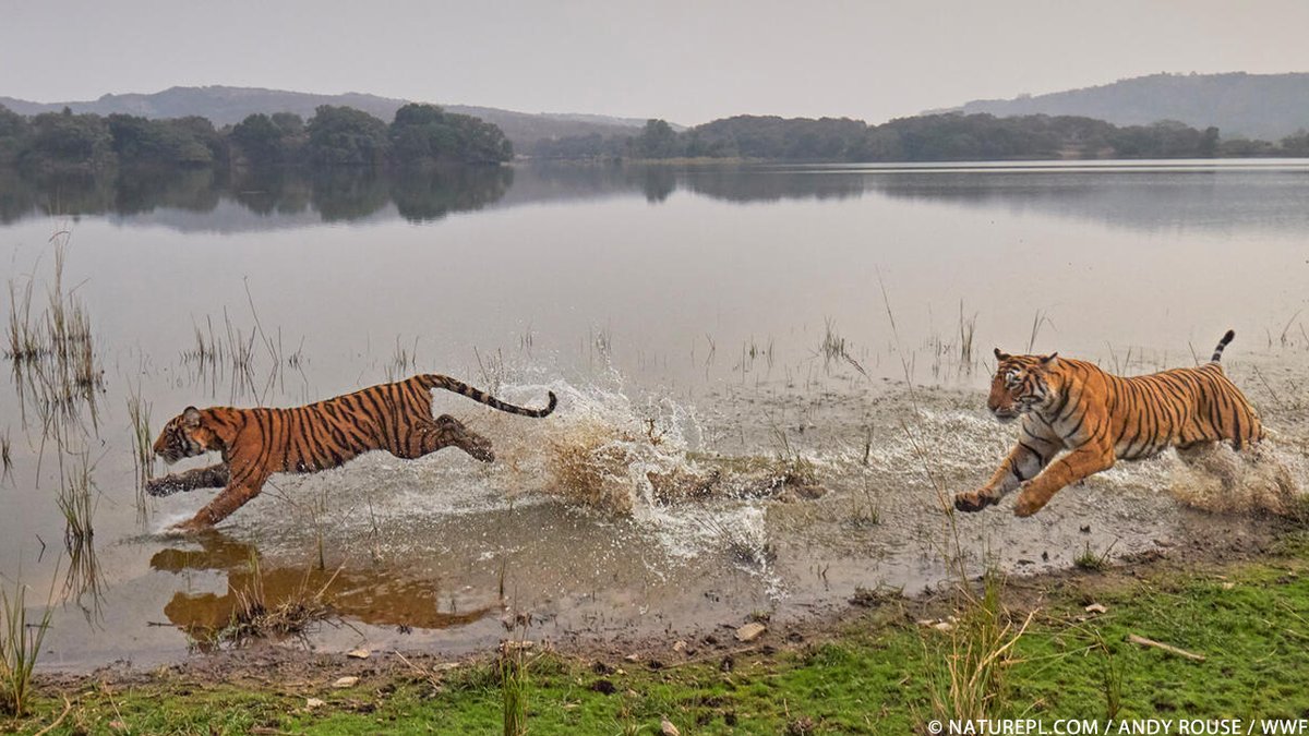 🐯 ¡Esta semana celebramos a los tigres! Y queremos empezar con una buena noticia: tras un siglo de estar en declive, la cantidad global de tigres salvajes está comenzando a aumentar. Según los mejores datos disponibles hasta hoy...