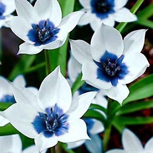 wonwoo as blue eyed tulips !

#WONWOO  #원우  <a href="/pledis_17/">세븐틴(SEVENTEEN)</a>