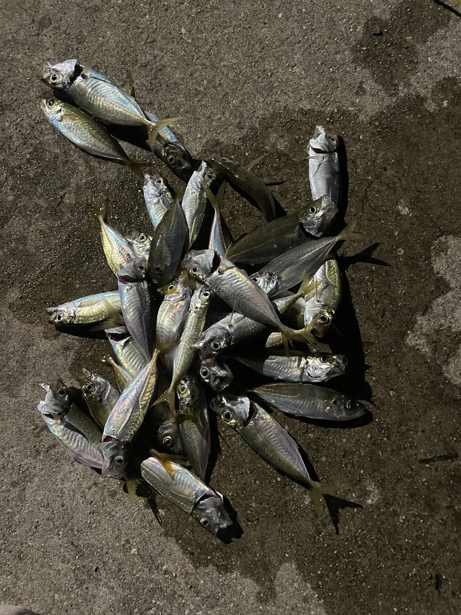 same0928's tweet image. 新ロッド入魂完了
南蛮漬けゲット😋