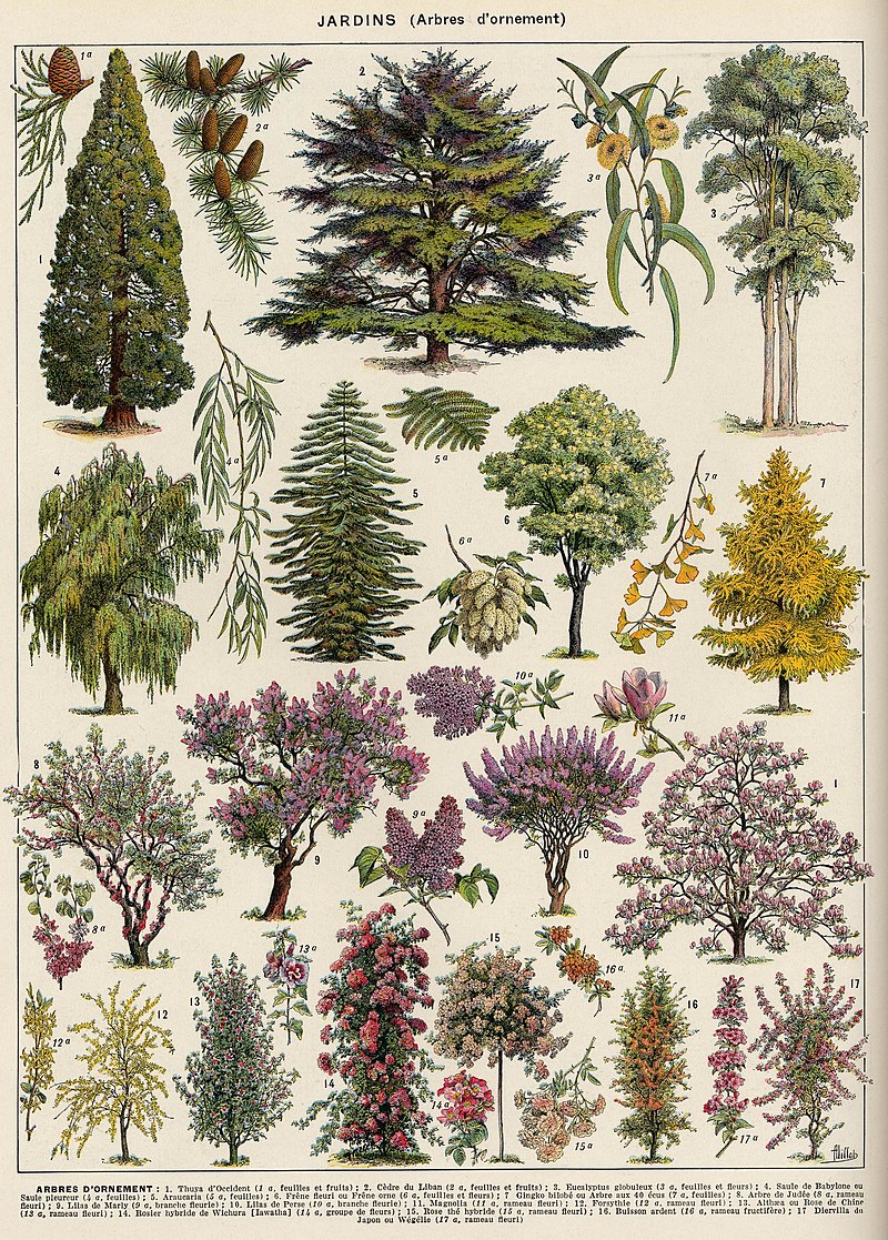 arboles_magicos's tweet image. Hubo una época en que los botánicos, además de científicos y observadores, tenían que ser artistas.
Ilustraciones de libro de dominio público de Larousse de 1932.